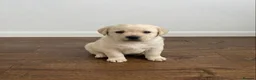 Labrador Retriever dogs for sale: Labrador Puppies  - Advert 3
