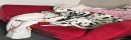 Dalmatian dogs for sale: Blue is looking for his second home *please read* in Lancaster - Advert 34