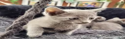 Russian Blue cats for sale: Russian Blue Kittens for sale - Advert 6