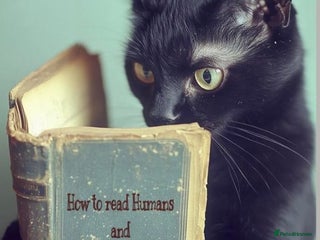 Mixed Breed cats ALLEYGIRL -AFFECTIONATE KITTEN READY FOR SOME FUN - Advert 5