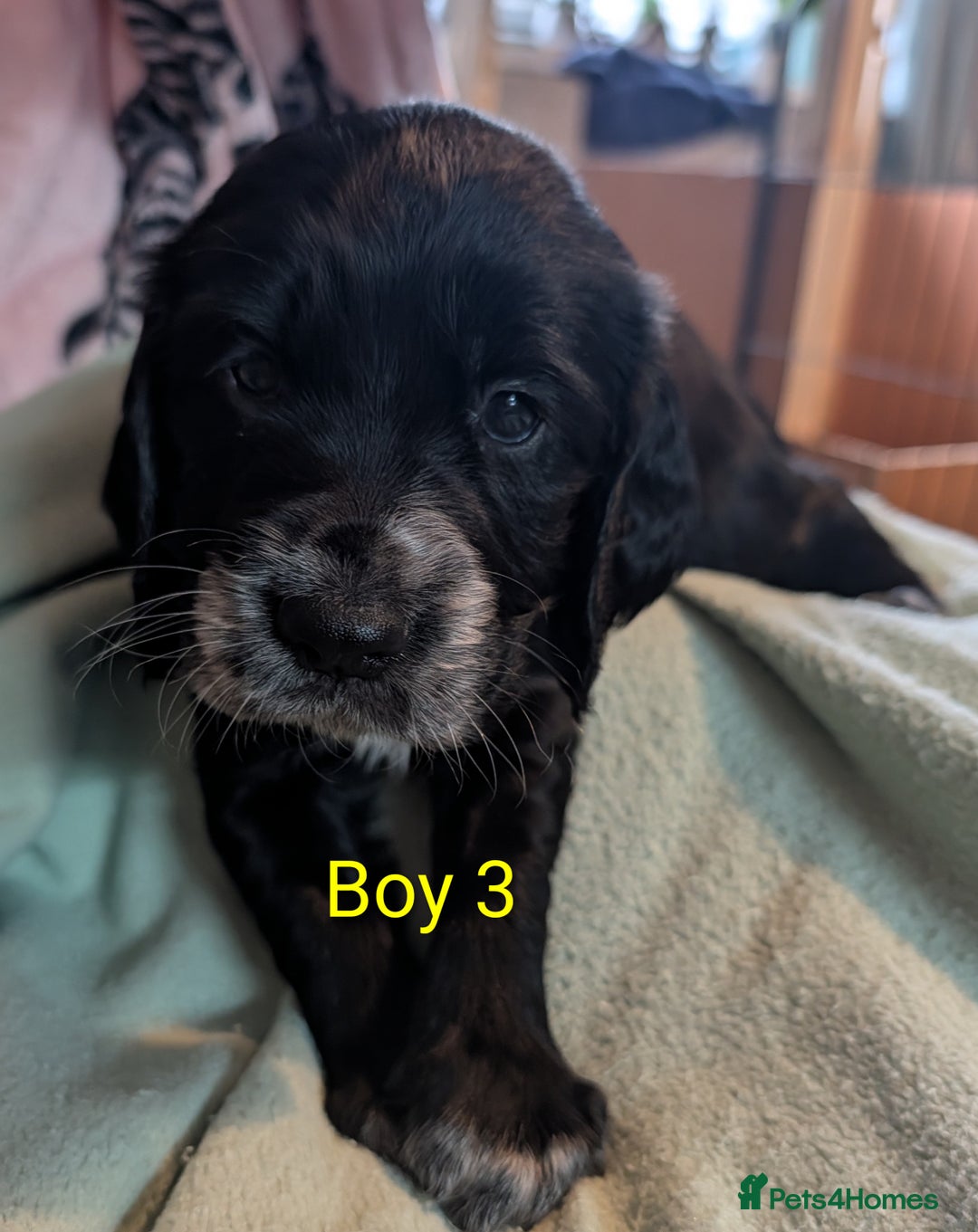 Sprocker dogs for sale: Chunky Sprocker Spaniel puppies - Advert 3
