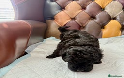 Toy Poodle dogs for sale: Four Beautiful Little Boys “Real Charmer’s “ - Image 24
