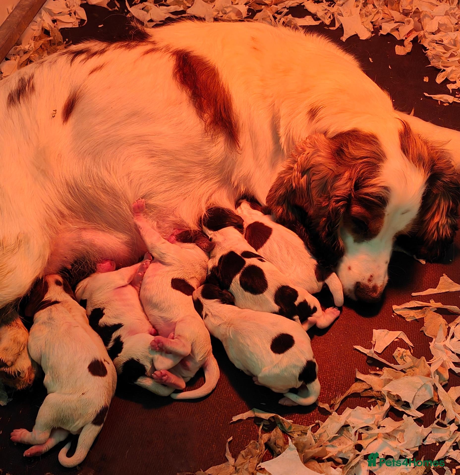 Sprocker dogs Beautiful Sprocker Puppies - Advert 2