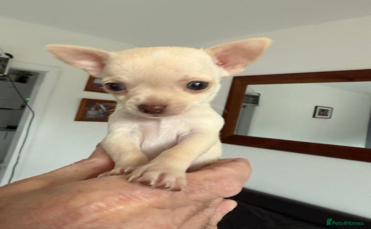 Chihuahua dogs - Advert 1