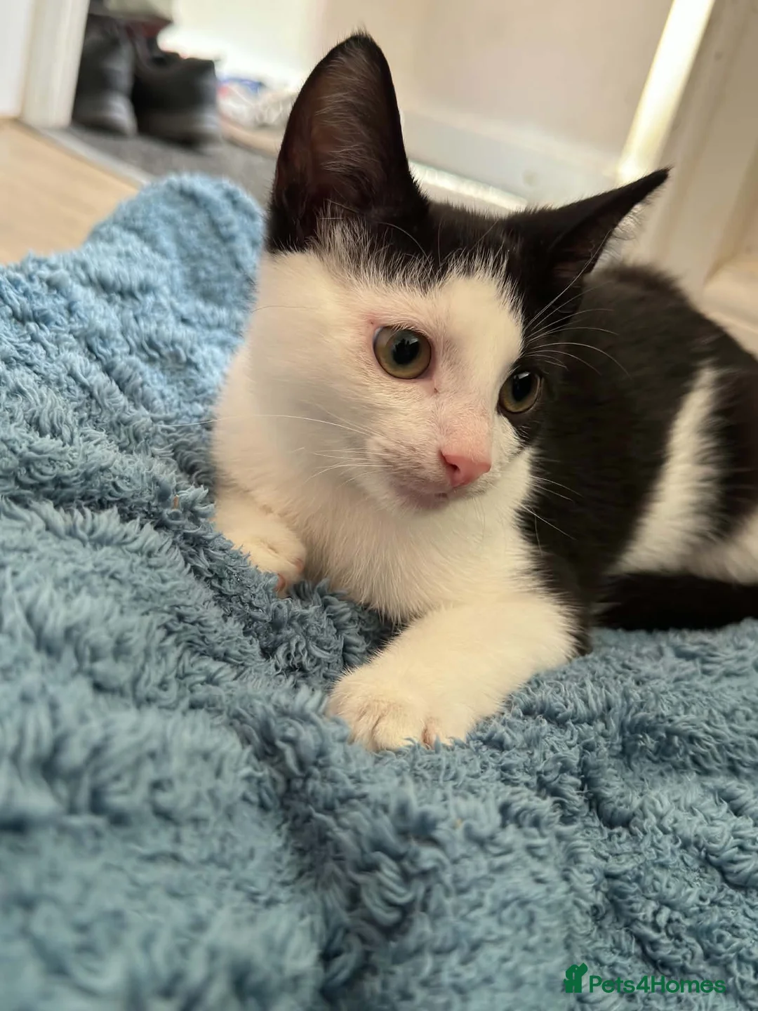 Mixed Breed cats for sale: Kittens in Melton Mowbray - Advert 2