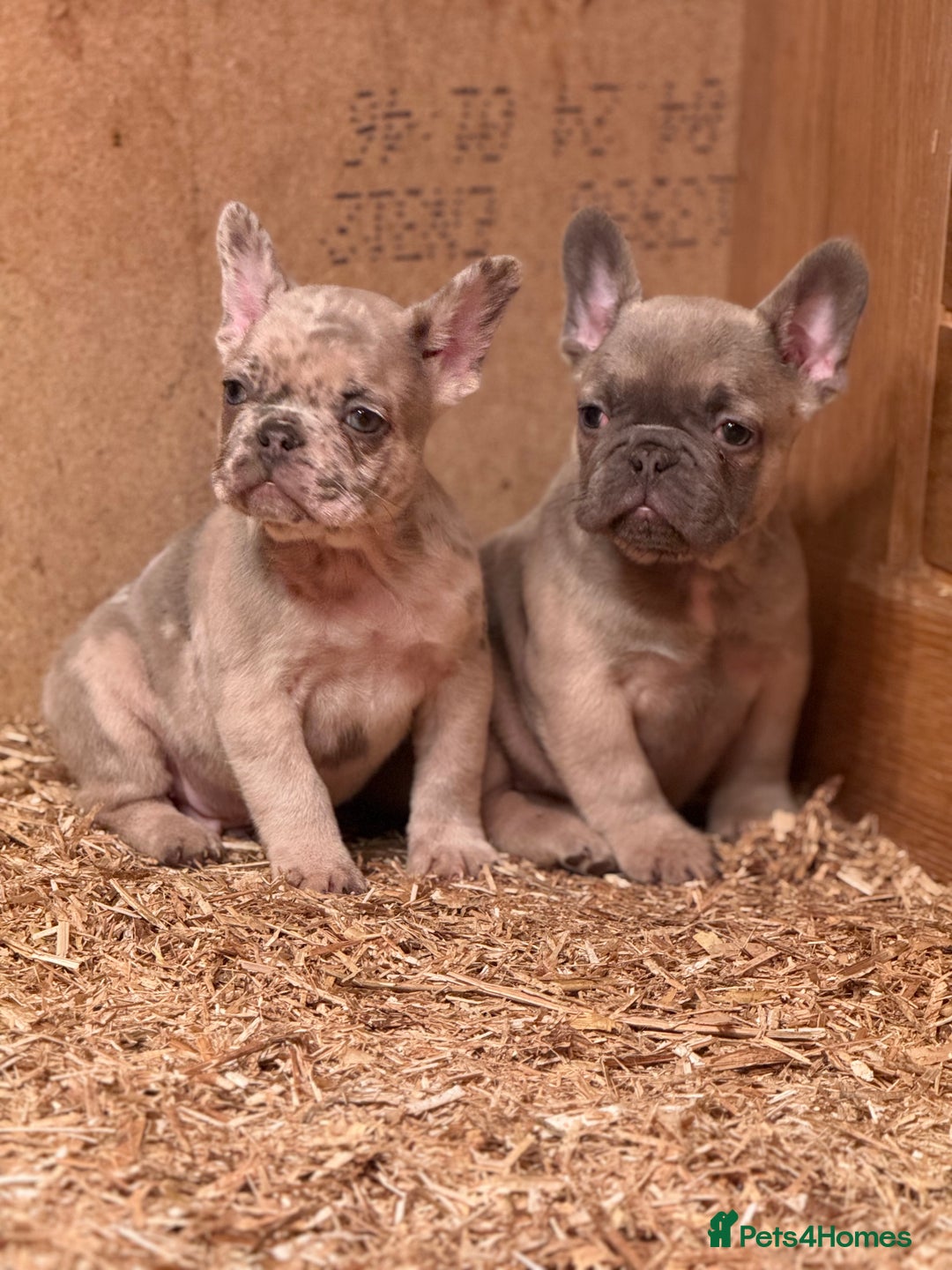 French Bulldog dogs for sale: Fluffy carrier French bull dog puppies  - Advert 7