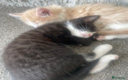 Mixed Breed cats for sale: Last remaining kitten - Image 3