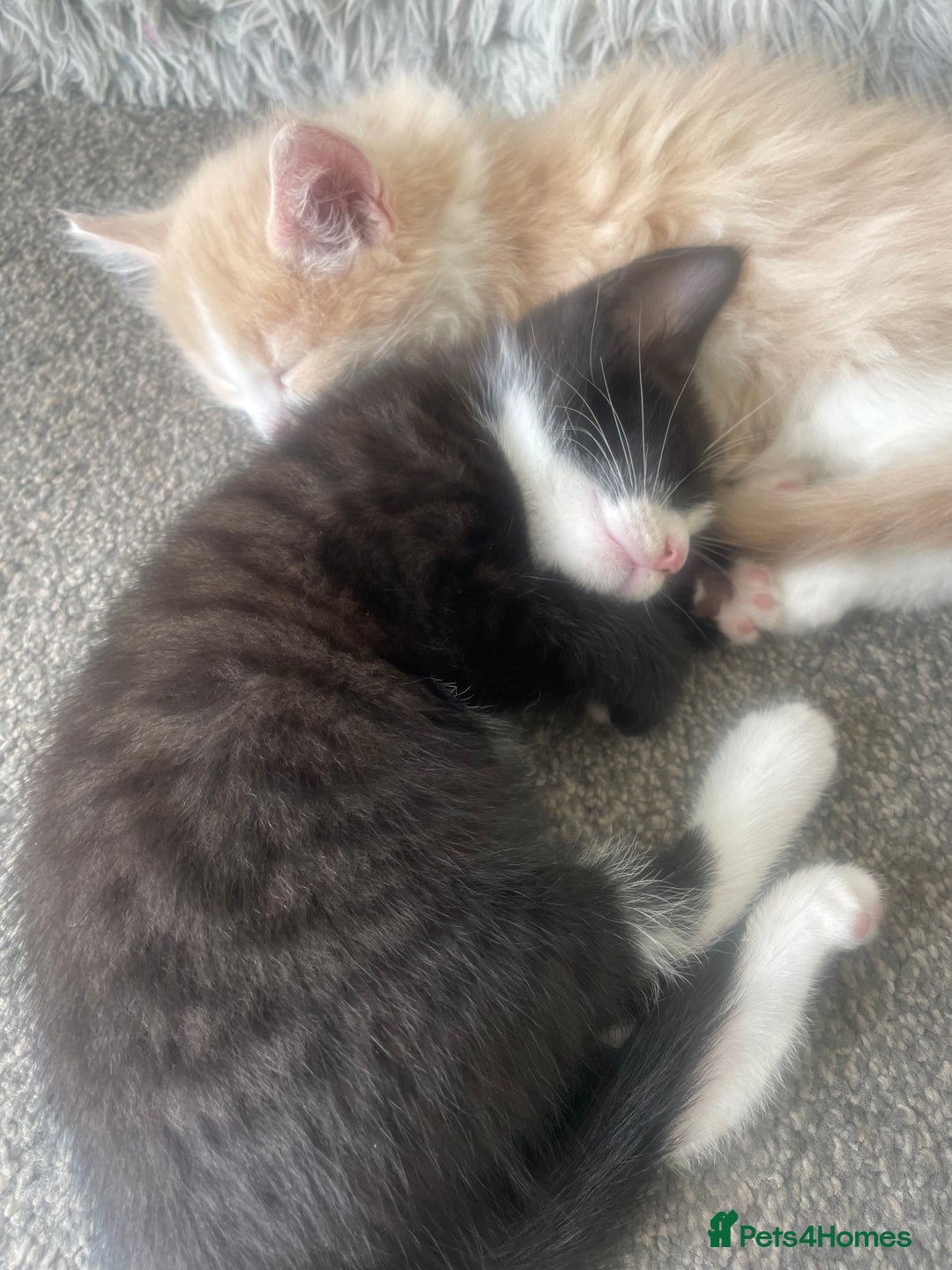 Mixed Breed cats for sale: Last remaining kitten - Image 3