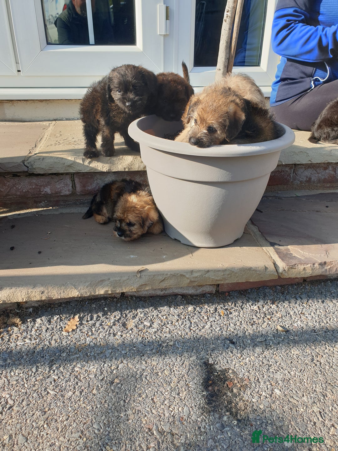 Mixed Breed dogs for sale: Border Terrier x miniature Poodle  - Image 4