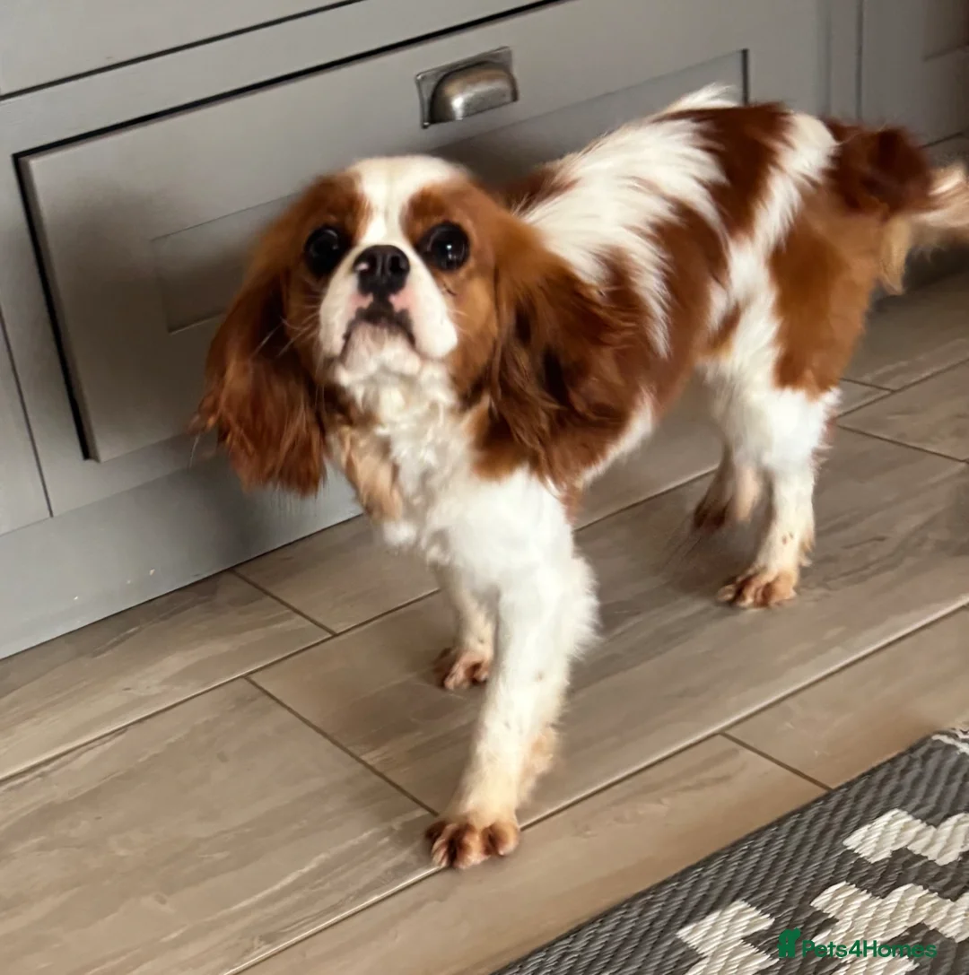 Cavalier King Charles Spaniel dogs for sale: KC registered Cavalier female 14 months old - Advert 5