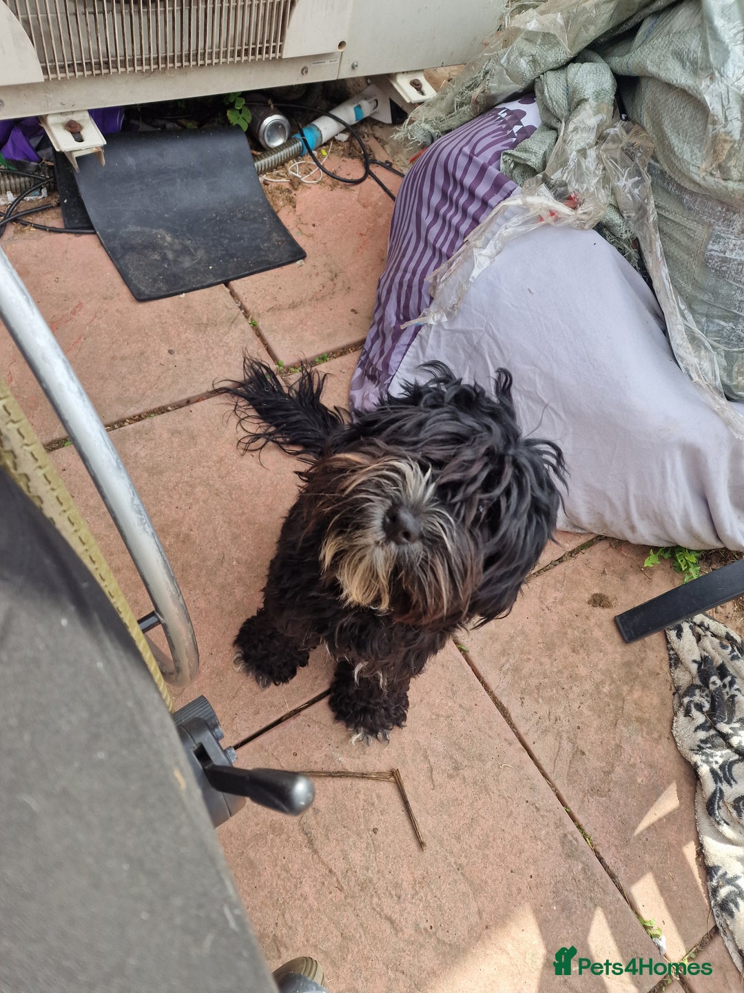Cockapoo dogs for sale: Female Cockapoo  - Image 9