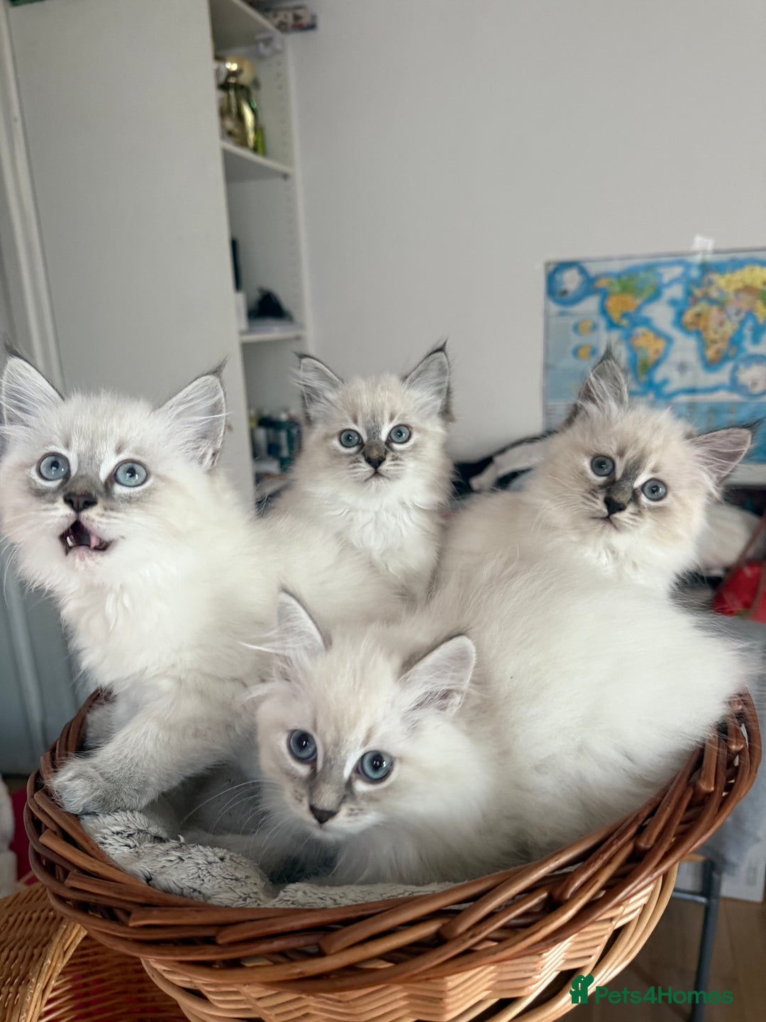 Siberian cats for sale: Hypoallergenic Siberian Neva Masquerade kittens - Advert 4