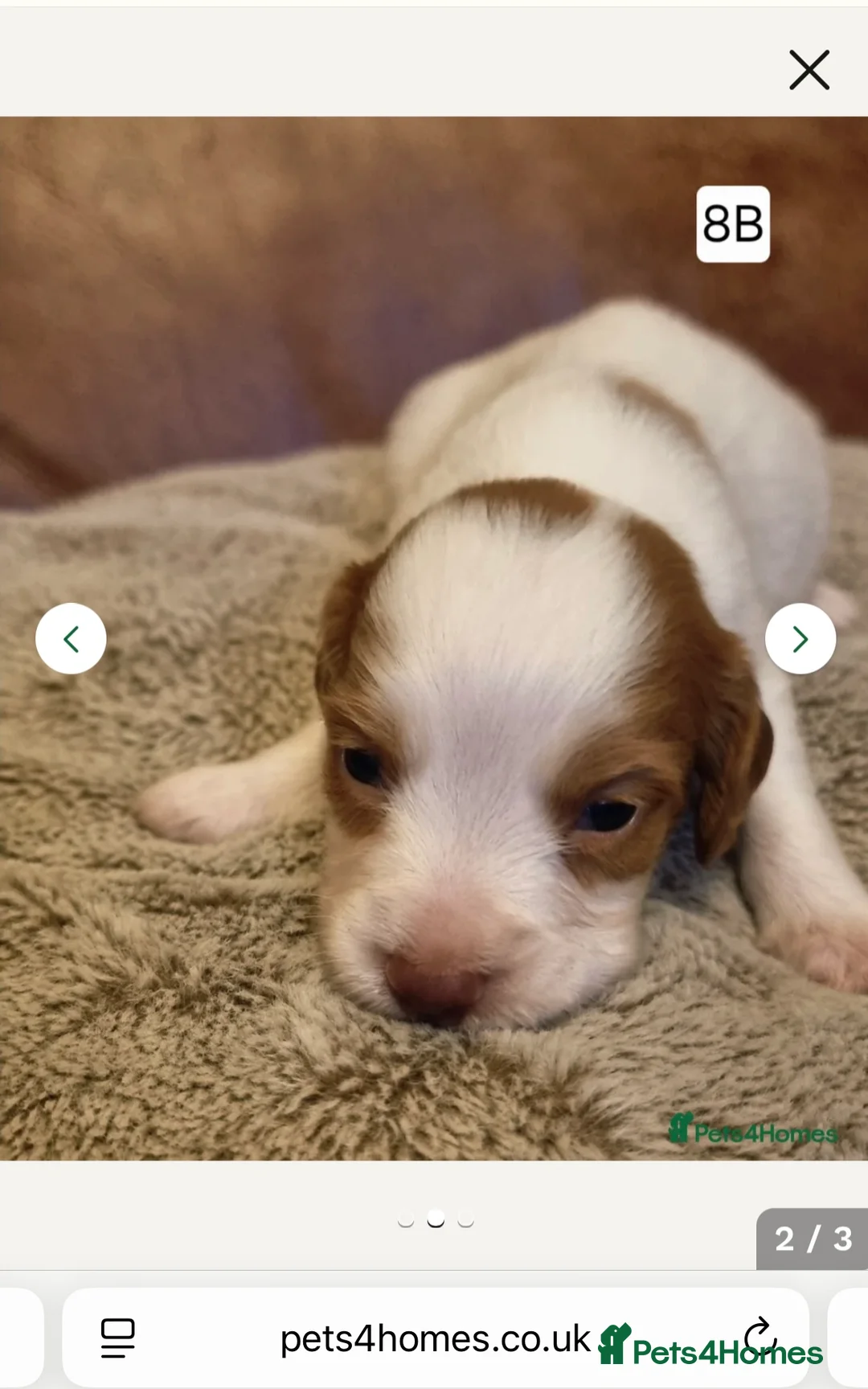 Cocker Spaniel dogs for stud: K C registered - Mr Midnight for Stud in Huddersfield - Advert 25