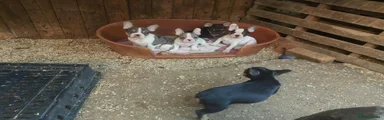 French Bulldog 3