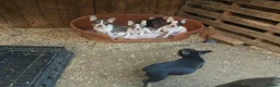 French Bulldog dogs for sale: 5 French bulldog puppies  in Boston - Advert 3