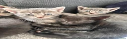 Bengal cats for sale: 🩶 Silver & Black Bengal x Bombay Kittens - Advert 5