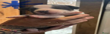 Staffordshire Bull Terrier 3
