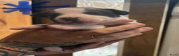 Staffordshire Bull Terrier dogs for sale: 7 chunky Staffy pups  - Advert 6