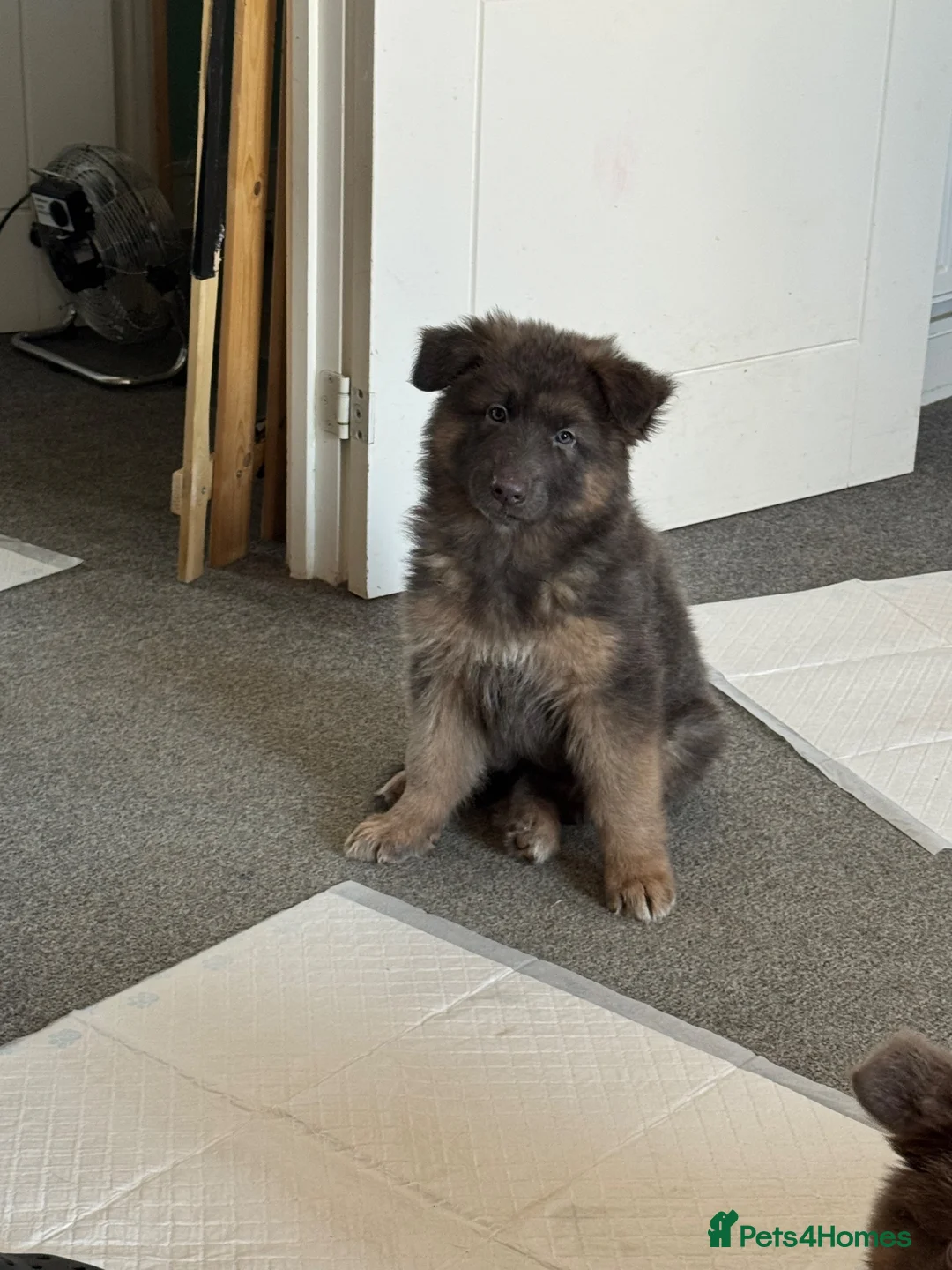 German Shepherd dogs for sale: Isabella German Shepherds - Advert 2
