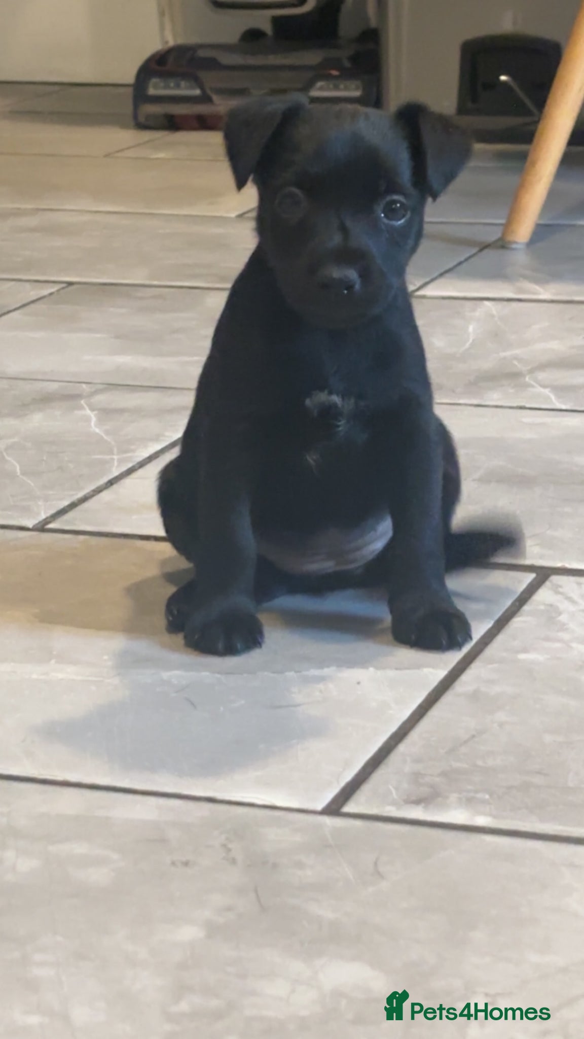 Patterdale Terrier dogs PURE Patterdale Terrier  - Advert 2