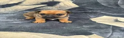 Jack Russell dogs for sale: Rough coated Jack Russell puppies  in Leicester - Advert 9