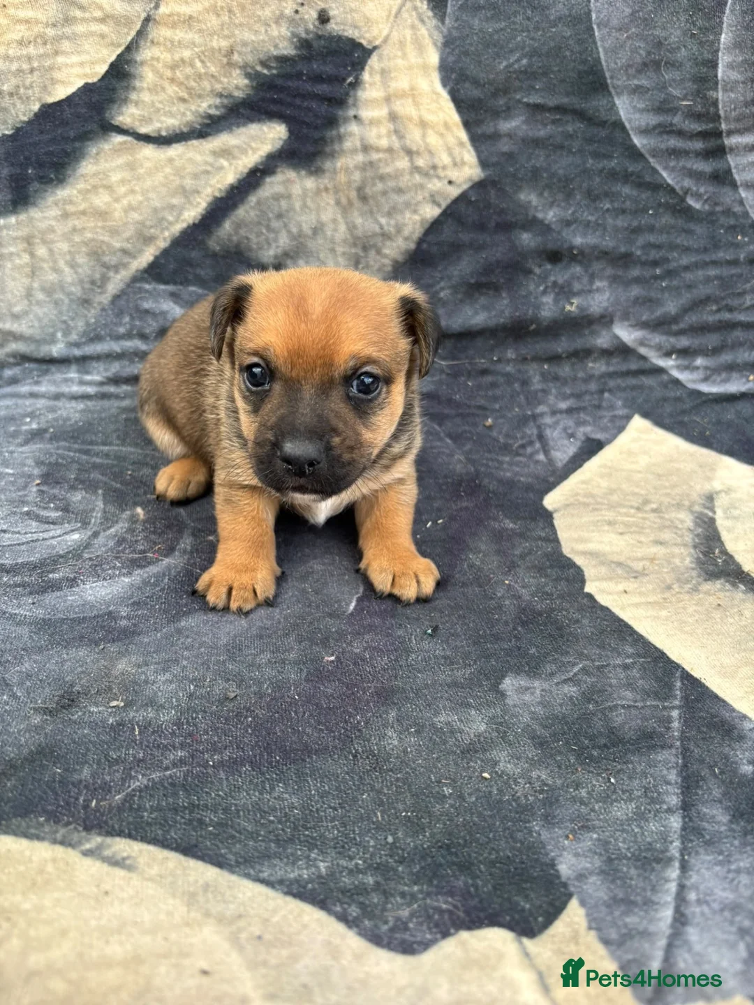 Jack Russell dogs for sale: Rough coated Jack Russell puppies  in Leicester - Advert 9