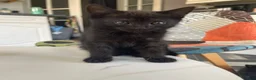 Mixed Breed cats for sale: 3 gorgeous kittens  - Advert 5