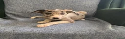 Mixed Breed dogs for sale: Blue Merle Border Collie x Lurcher Puppies  - Advert 3