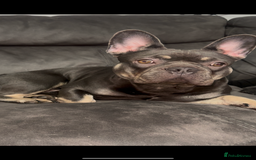 French Bulldog dogs for sale: French Bulldog  - Image 1