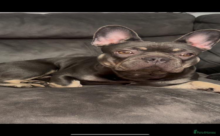 French Bulldog dogs - Advert 1