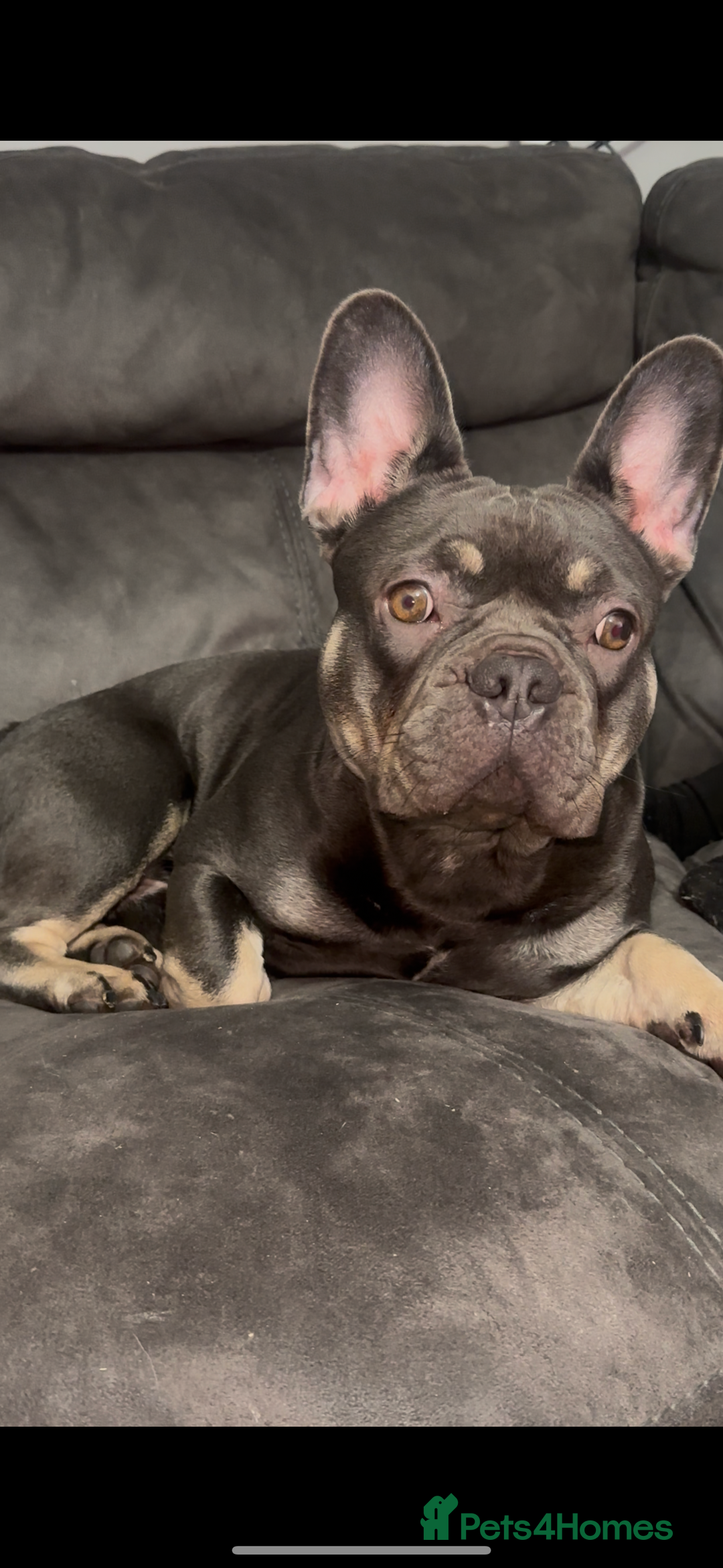 French Bulldog dogs for sale: French Bulldog  - Image 1
