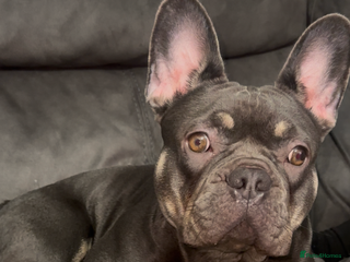 French Bulldog dogs - Advert 1