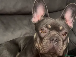 French Bulldog dogs French Bulldog - Advert 17