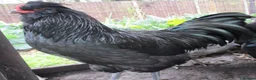 Chickens poultry for sale: large black Araucana pullets(blue/green egg layers - Advert 7