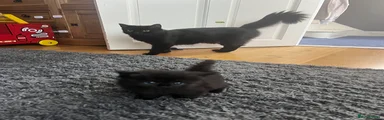 Black male 2