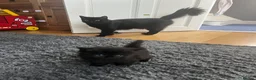 Mixed Breed cats for sale: Gorgeous black kittens - Advert 8