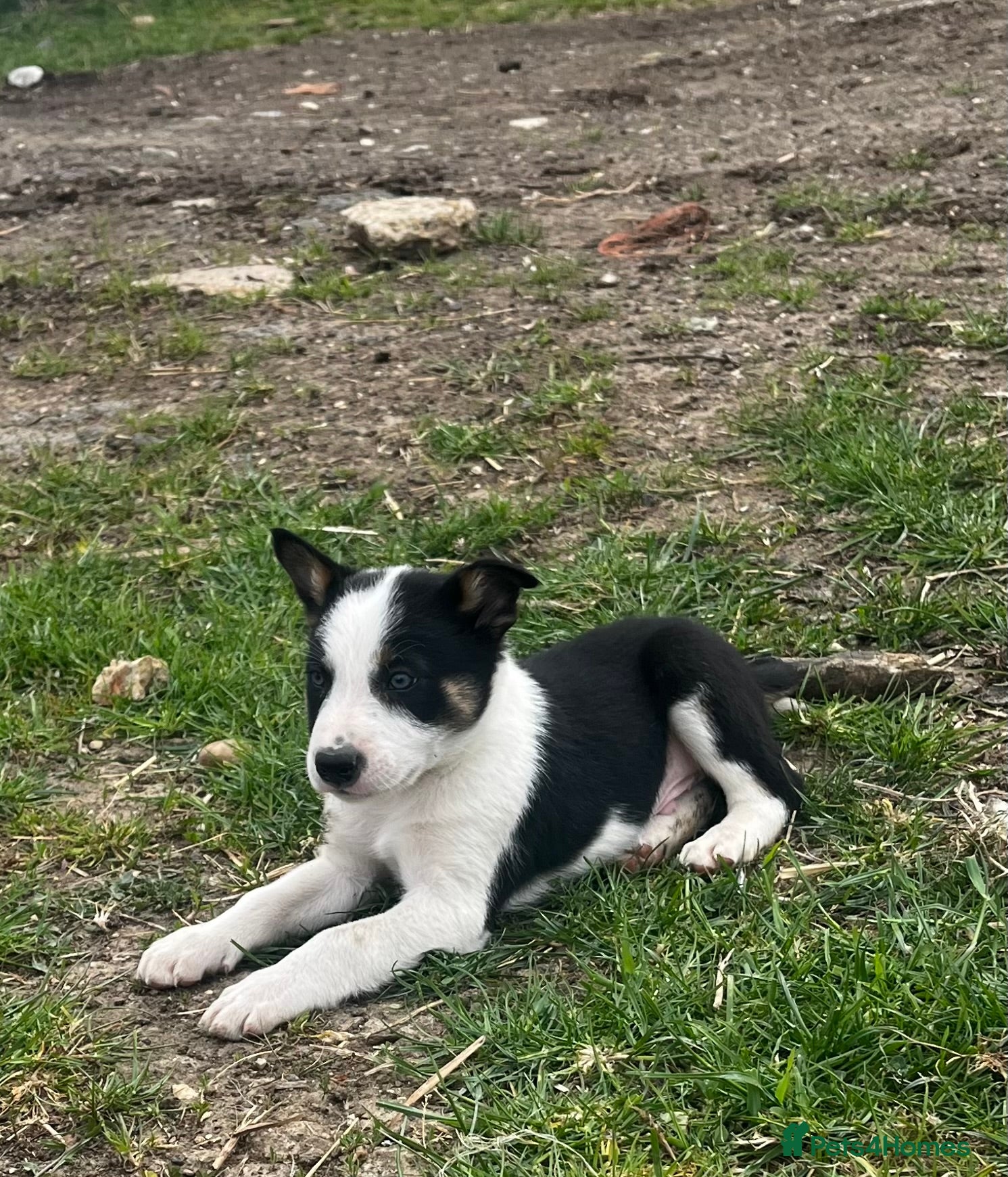 Border Collie dogs Border collie pups for sale  - Advert 3