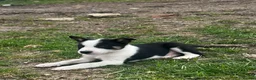 Border Collie dogs for sale: Border collie pups for sale  - Advert 1