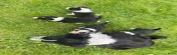 Border Collie dogs for sale: ☀️Stunning Border Collie Puppies☀️ - Advert 16
