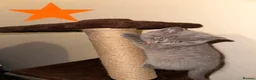 British Shorthair cats for sale: Beautiful British Shorthair Kittens–First Litter🐾 - Advert 15