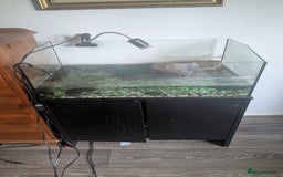 Turtle reptiles for sale: Musk Turtle and setup  - Image 2