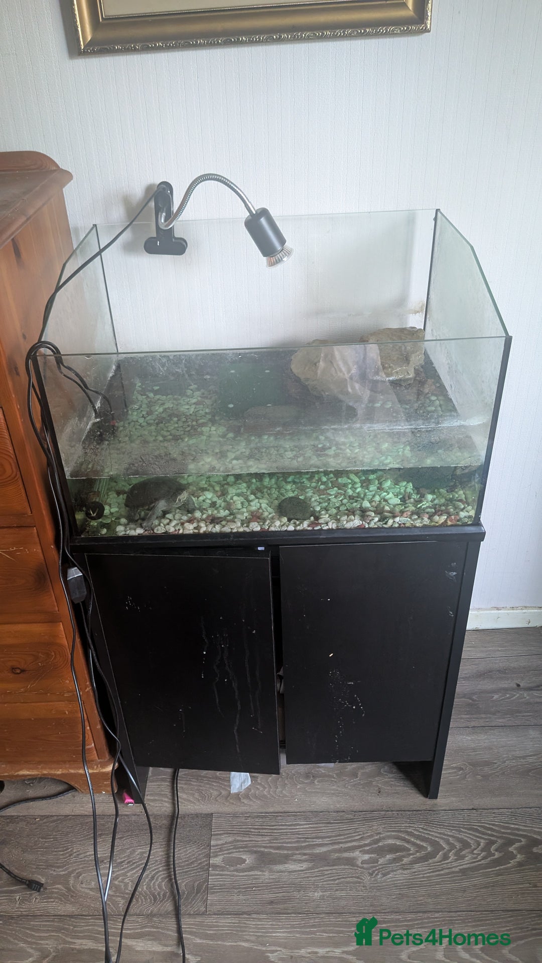 Turtle reptiles for sale: Musk Turtle and setup  - Image 2
