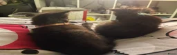 British Longhair cats for sale: 2 British longhair kittens in Southampton - Advert 5