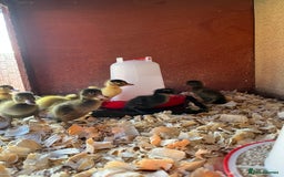 Ducks poultry for sale: Indian runner ducklings  - Image 6