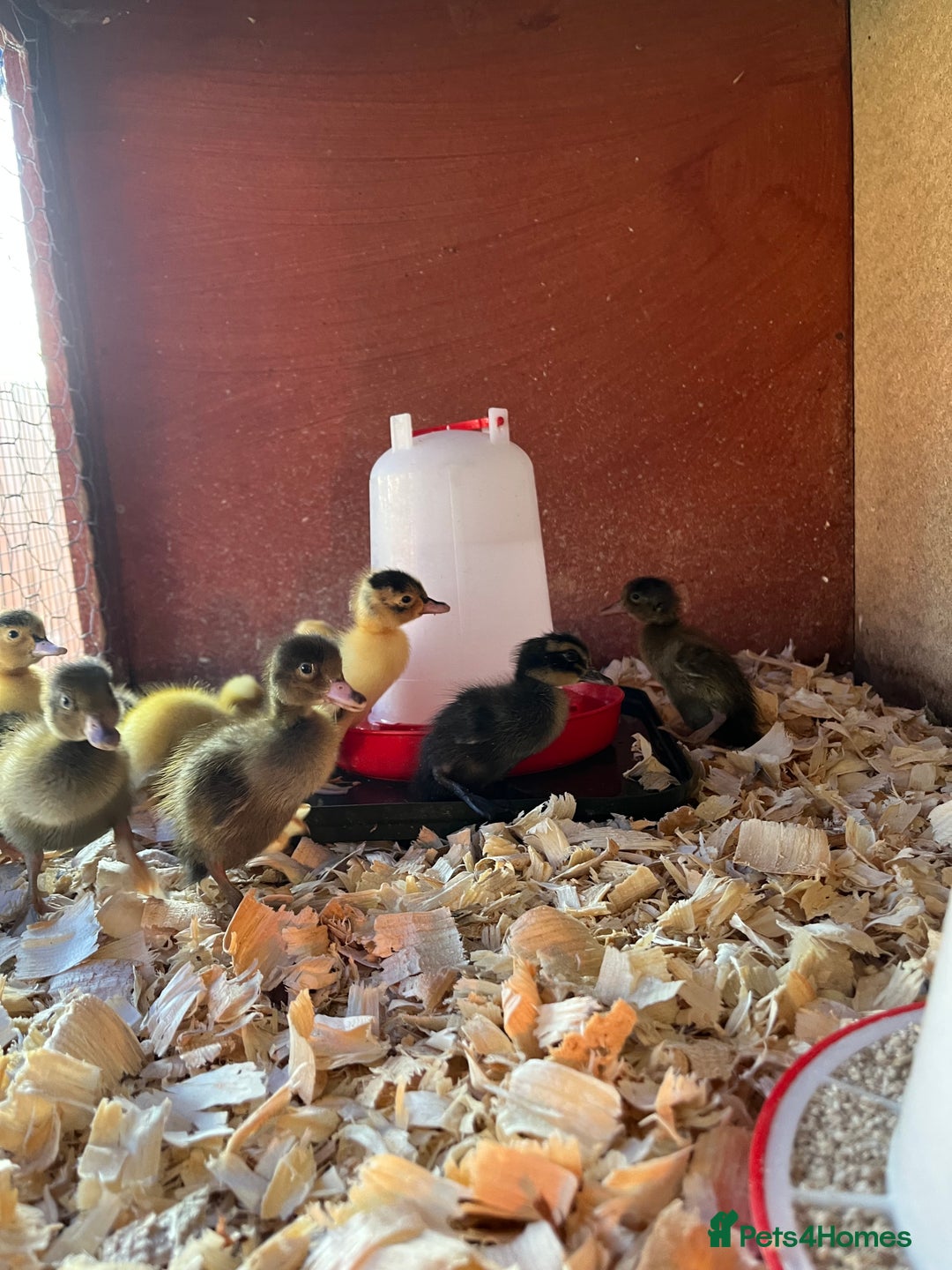 Ducks poultry for sale: Indian runner ducklings  - Image 6