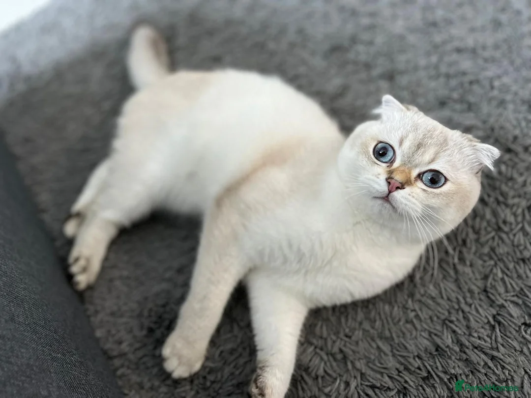 Scottish Fold cats for sale: Scottish fold in Bedford - Advert 6