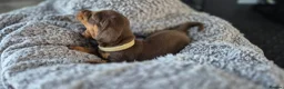 Miniature Dachshund dogs for sale: Litter of 5 beautiful boys - Advert 18
