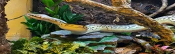 Python Snake reptiles for sale: Bamboo Orange dream male  - Advert 6