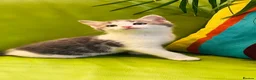 Mixed Breed cats for sale: Kittens for sale ,mixed breed, wonderful behaviour - Advert 6