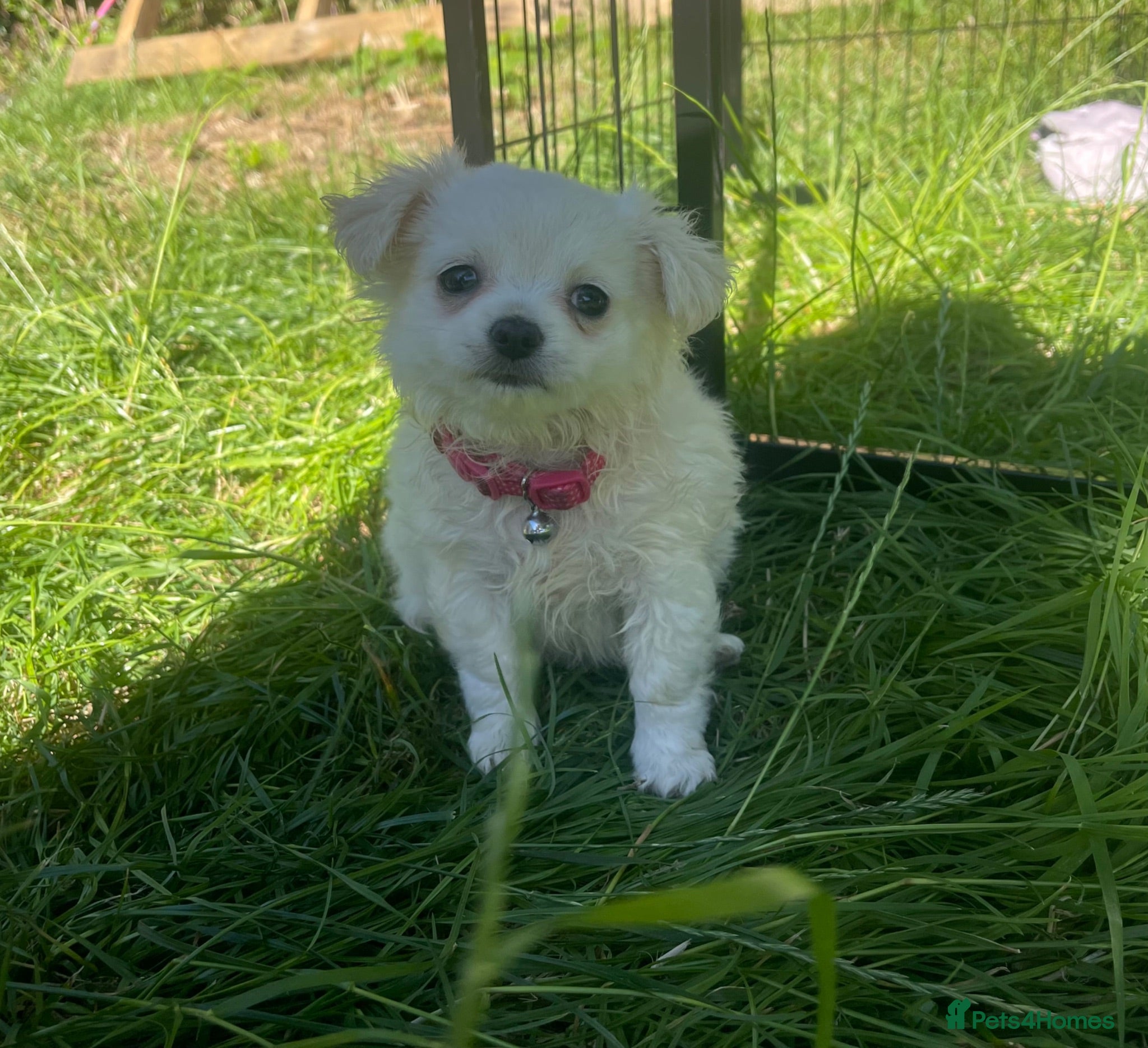 Chihuahua dogs 4 white long coat pups  - Advert 11